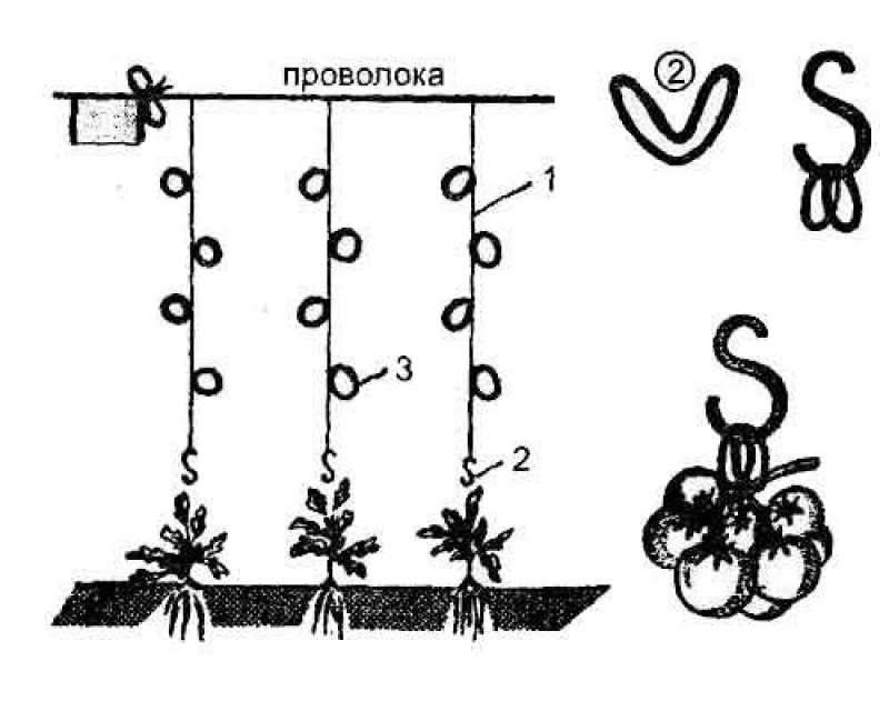 kak_podvyazyvat_pomidory_v_teplice_2