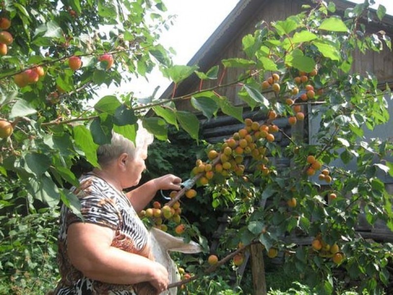 Можно ли посадить абрикос. Посадка дерева абрикоса. Посадка абрикосового дерева. Плодоносящий персик. Абрикос на дачном участке.