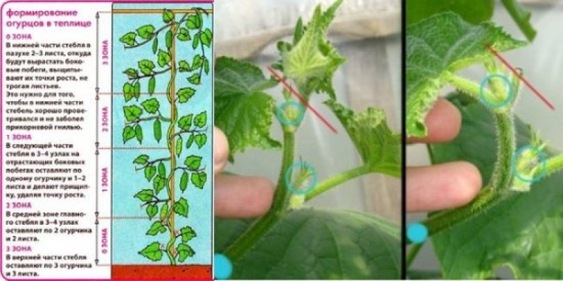 Схема пасынкования огурцов в теплице пошагово для начинающих фото