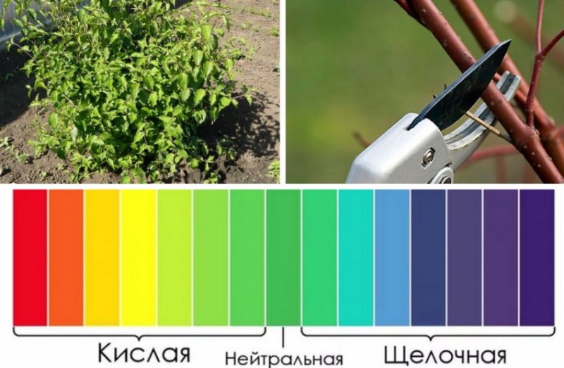 Выращивание кизила