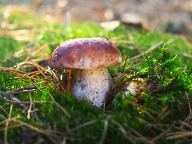 Шляпка белого гриба может быть до 31 см