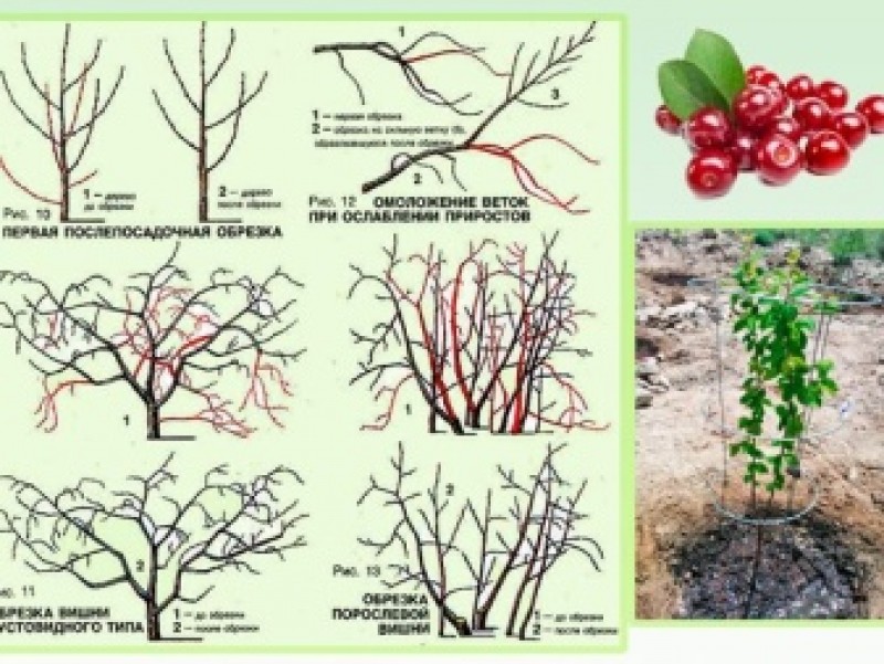 Сколько растет вишня дерево. Обрезка войлочной вишни весной. Войлочная вишня обрезка схема. Войлочная вишня формировка. Весенняя обрезка войлочной вишни.