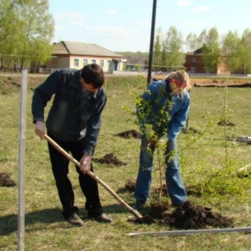 саженец березы. кустарник березка. посадил я березу. березовая роща береза повислая. посадка саженцев березы.