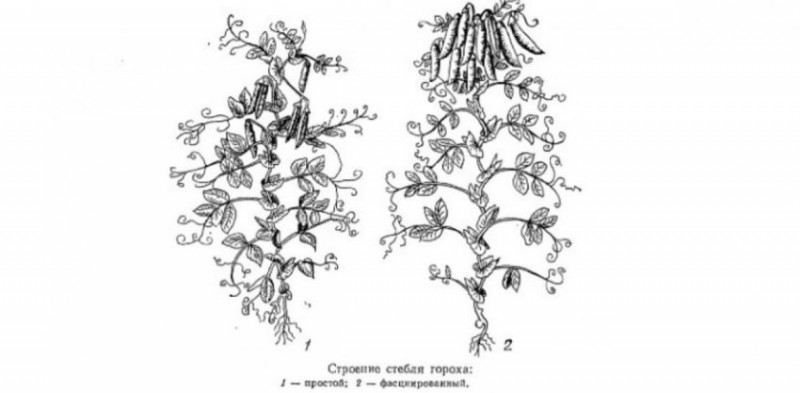 Части растения гороха схема