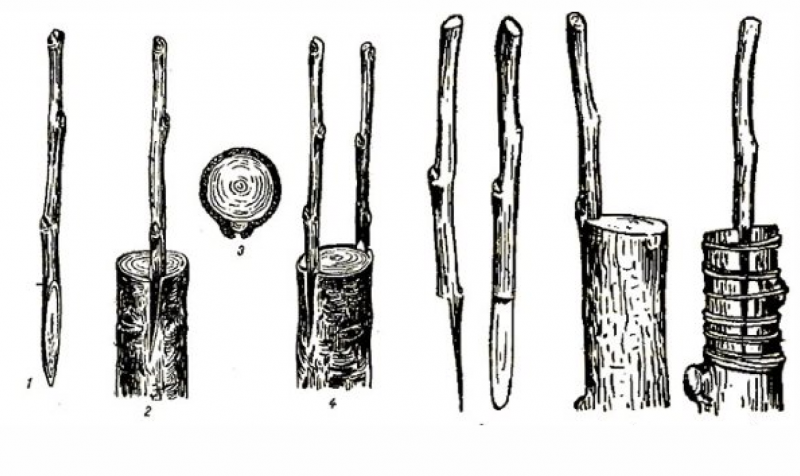 Прививка яблони за кору. Способы прививки плодовых деревьев окулировка. Прививка черенков плодовых деревьев. Схемы прививки плодовых деревьев. Привой подвой черенок.