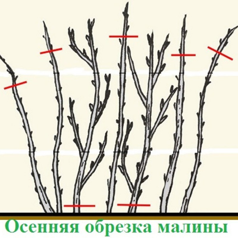 Обрезка черноплодной рябины. Обрезка ремонтантной малины. Обрезания ремонтантной малины. Обрезка ремонтантной малины осенью. Прищипывание малины весной.