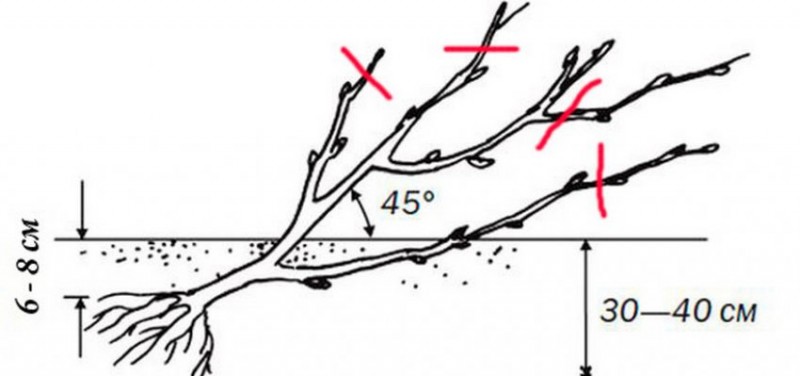Схема посадки красной смородины