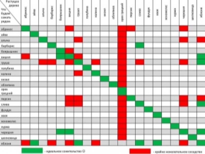 Таблица соседства плодовых деревьев. Совместимость плодово ягодных культур в саду таблица. С какими фруктами сочетается вишня. Совместимость плодово ягодных деревьев и кустарников. Что можно сажать рядом с вишней.
