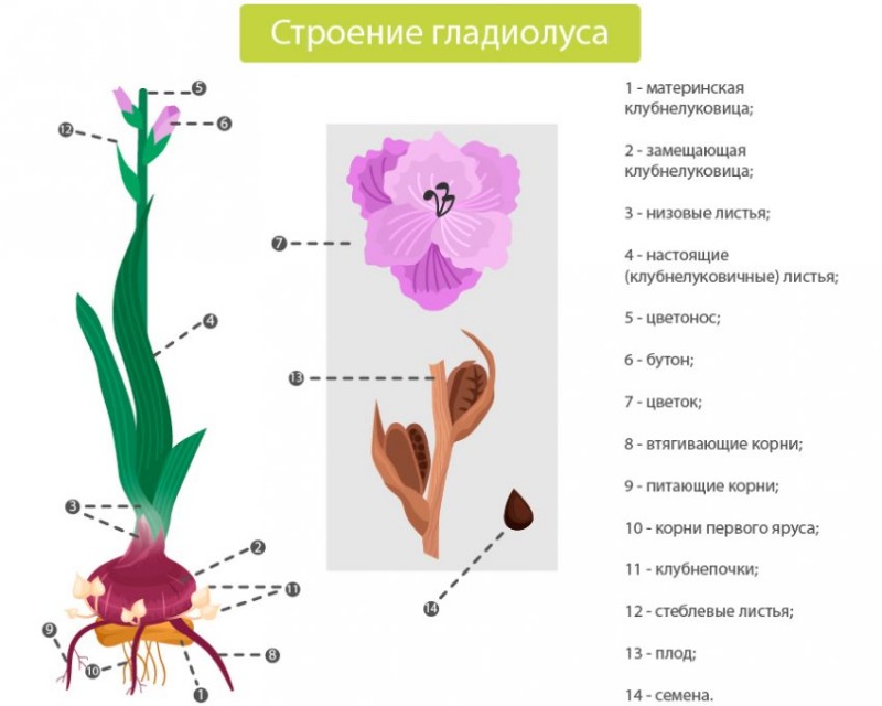 Строение цветка гладиолуса