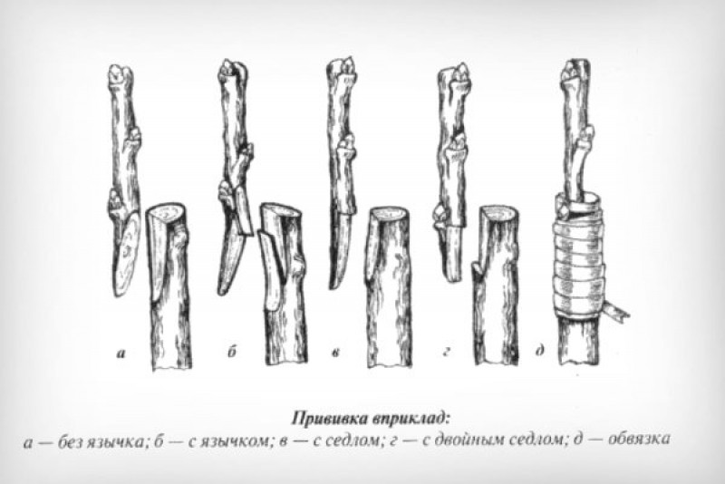 Прививка винограда весной для начинающих в картинках пошагово