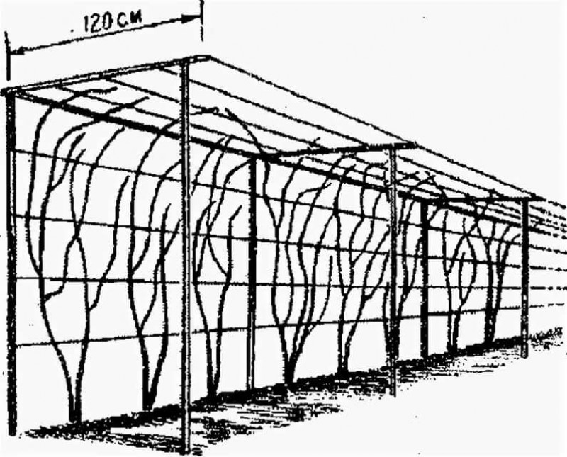 Чертеж шпалеры для винограда