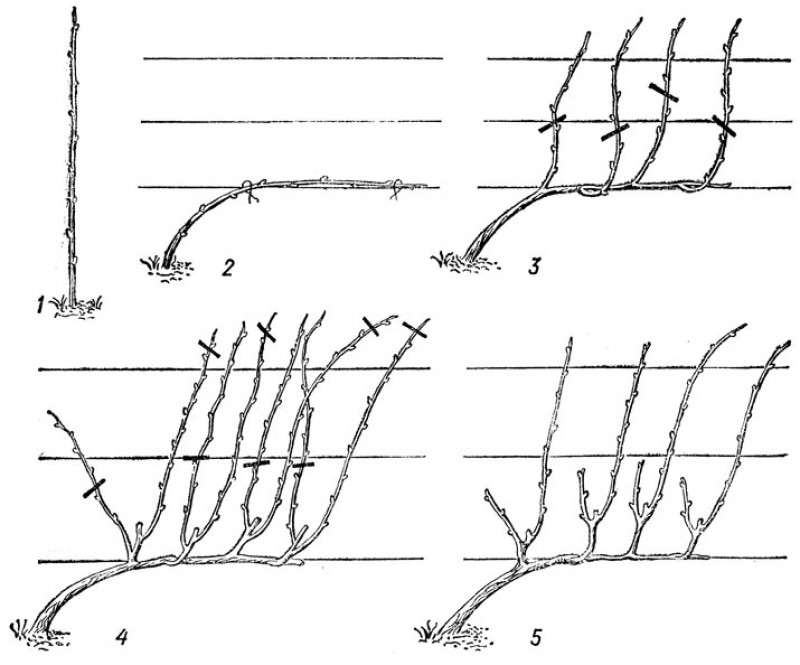 Виноград для начинающих пошагово. Схема обрезки винограда. Формировка куста винограда весной. Формировка куста винограда для начинающих. Схема весенней обрезки винограда.