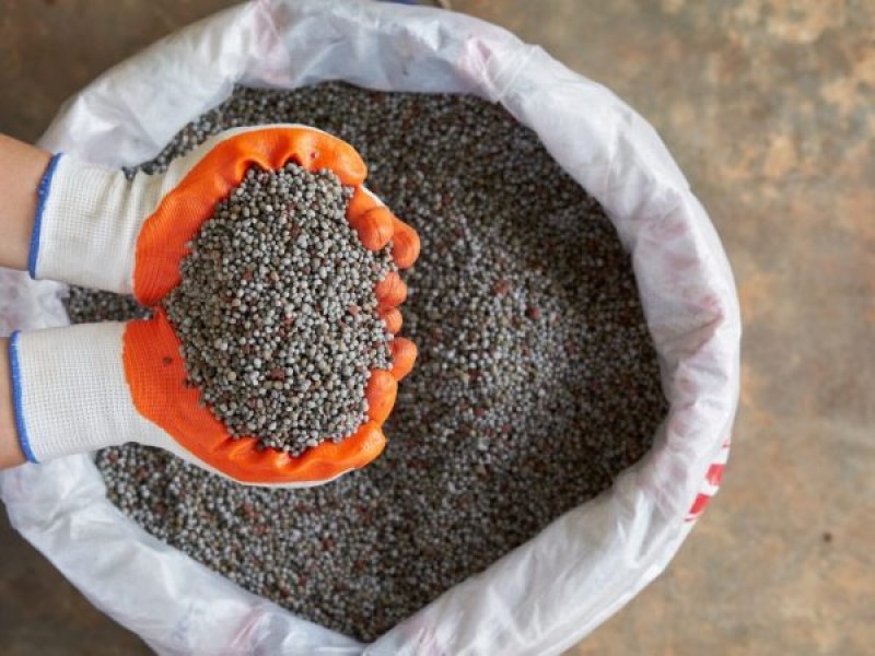 Подкормка чеснока аммиачной селитрой