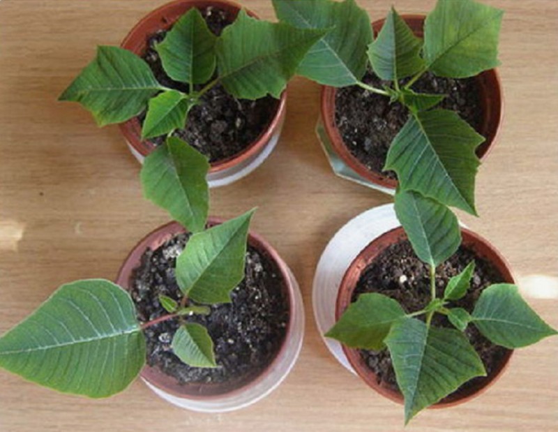 цикламен пуансеттия. размножение цветов рождественская звезда. пуансеттия росток. размножение цветов рождественская звезда. пуансеттия цветок размножение.