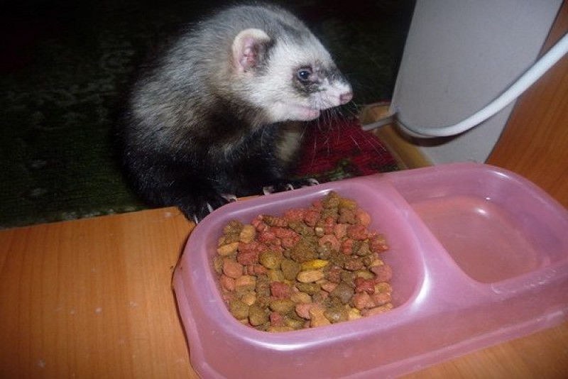 Домашний хорек питание. Рационы кормления хорьков. Хорьки домашние. Еда для хорьков. Можно ли давать хорьку.