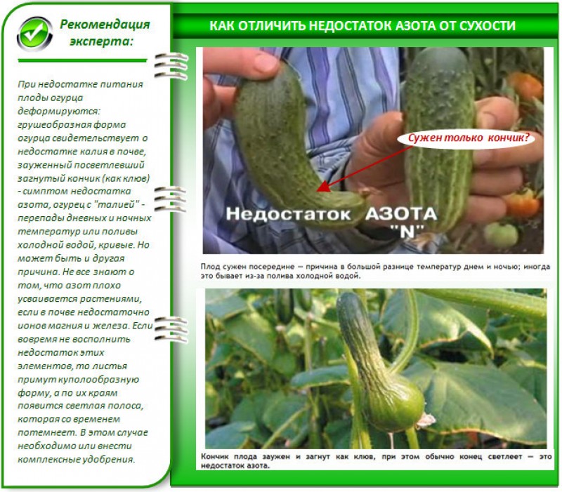 Подкормка огурцов для роста плодов. Нехватка калия и азота в огурцах. Недостаток элементов у огурца. Нехватка удобрений у огурца. Недостаток питания на огурцах.
