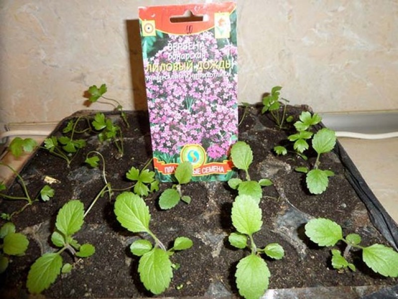 Вербена цветок выращивание из семян в домашних условиях на рассаду фото
