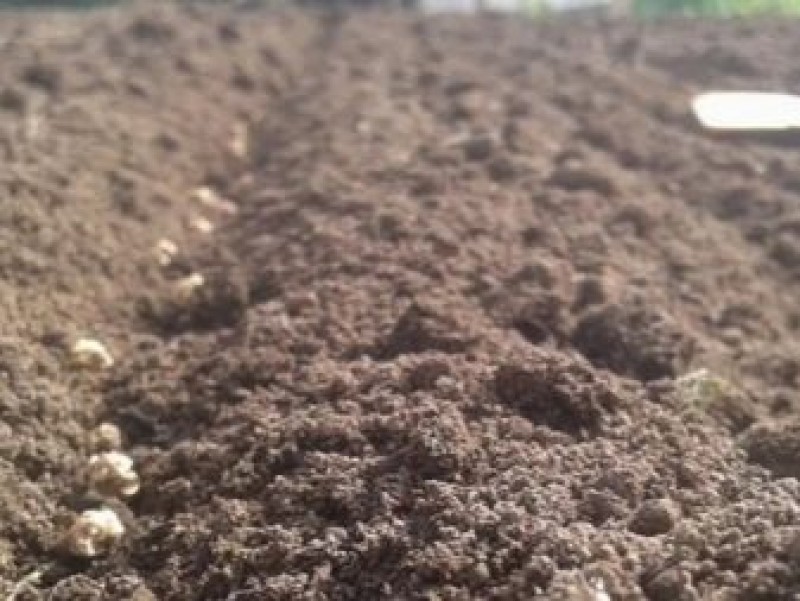 поле сахарной свеклы квс. сорт сахарной свеклы рамонская 06. росток сахарной свеклы. семядоли на сахарной свекле. почва сахарной свеклы.