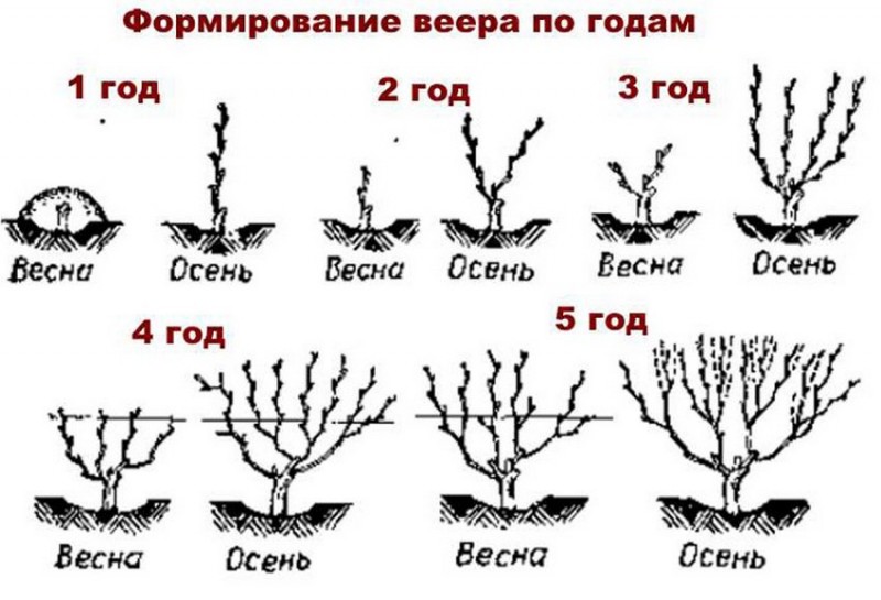 Обрезка винограда пошагово. Виноград веерная формировка куста. Схема обрезки винограда весной. Схемы формировки куста винограда. Обрезаем виноград осенью схема.