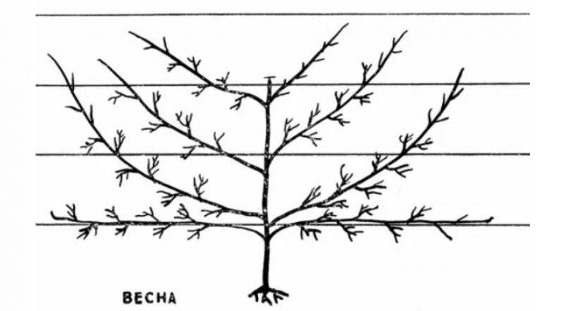 Формировка груши схема