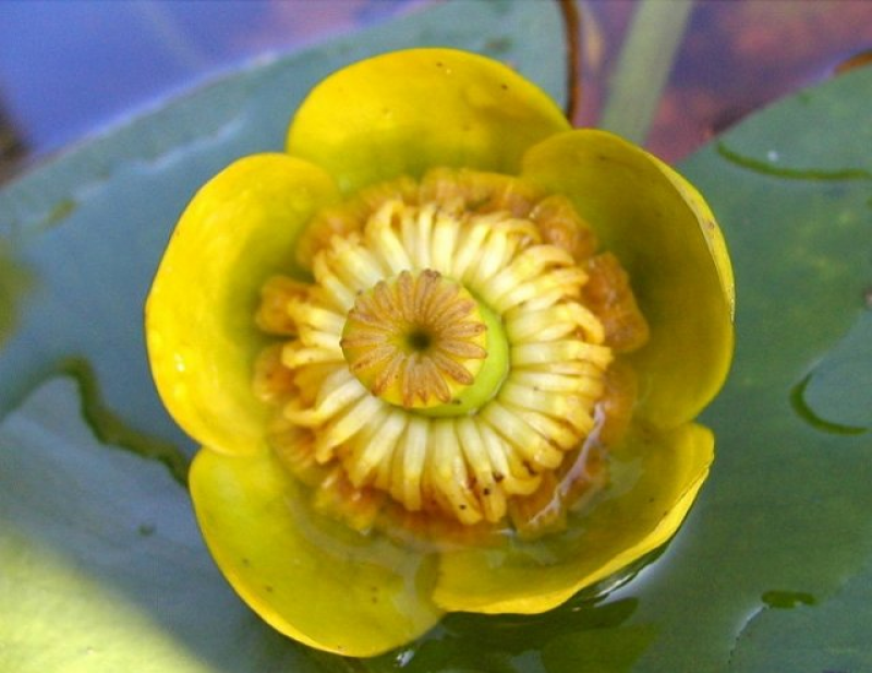 Кубышка (Nuphar). Кувшинка желтая кубышка. Кубышка желтая (Nuphar lutea). Кубышка желтая водяная Лилия.