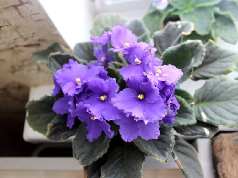 Фиалка midnight flame. Сенполия цветок приметы и суеверия. Комнатное растение узамбарская фиалка. Сенполия фитильный полив. Комнатные цветы цветущие зимой.