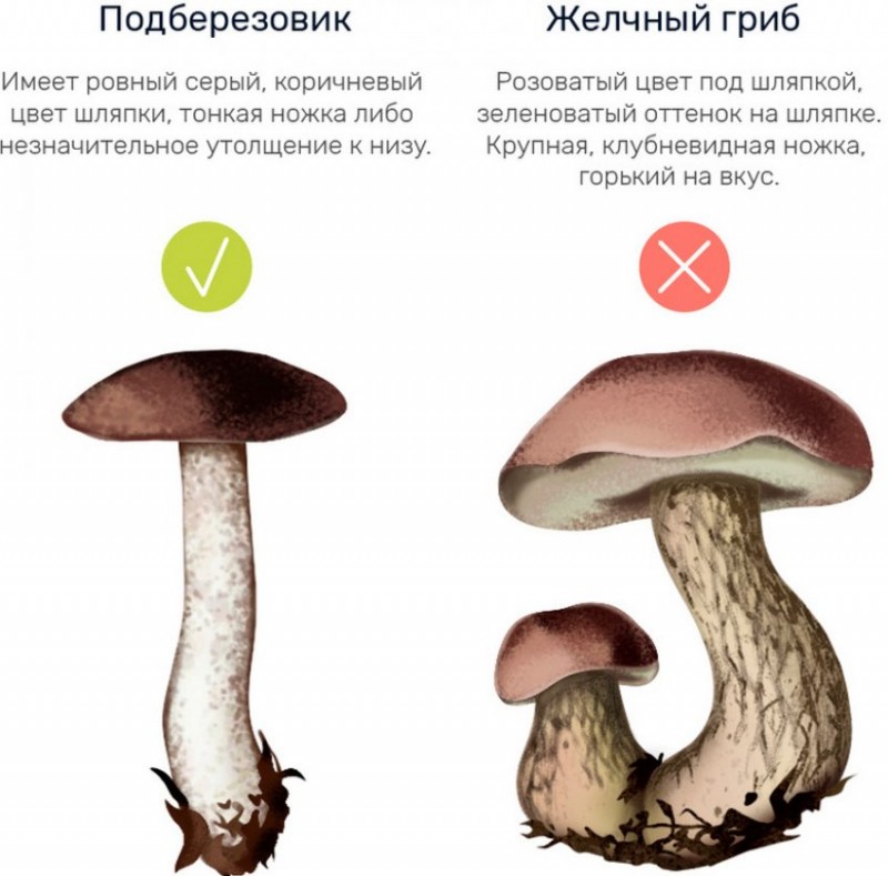 Какой тип питания характерен для мухомора изображенного на рисунке