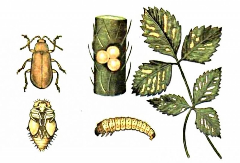 Вредители земляники описание с фотографиями