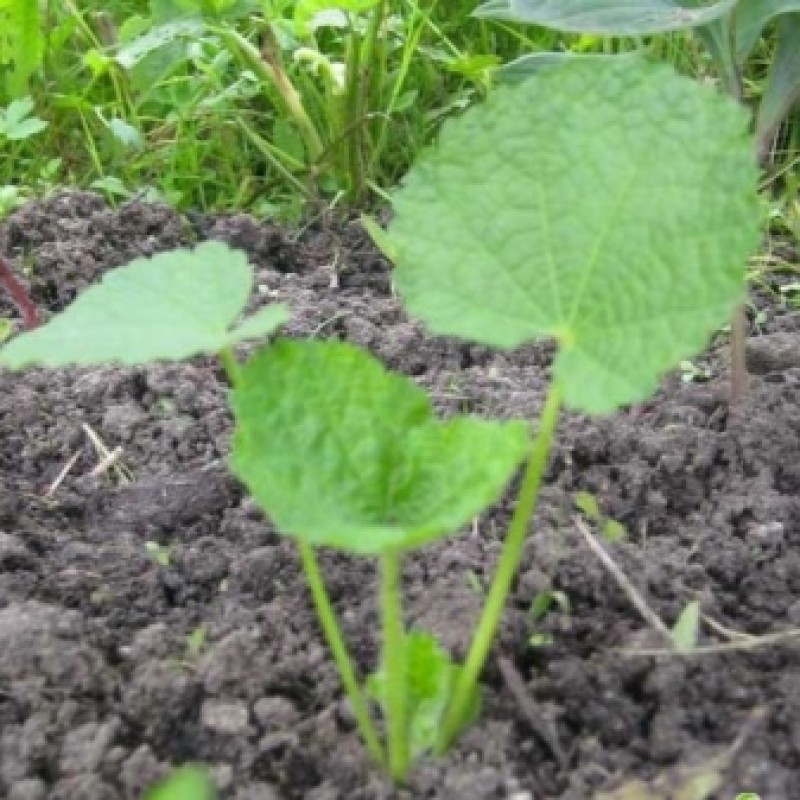 Мальва семена. Черенки мальвы. Как сажать мальву семенами в открытый грунт. Мальва зебрина рассада. Как сажать мальву семенами в открытый грунт.