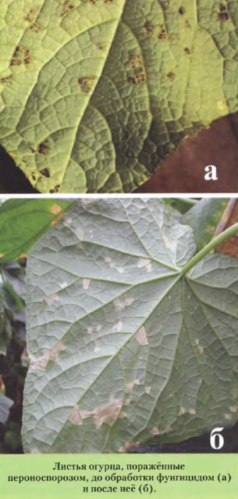 Обработка огурцов от пероноспороза. Ложная мучнистая роса пероноспороз огурцов. Пероноспороз рассады огурцов. Пероноспороз листьев огурцов. Пероноспороз бахчи.