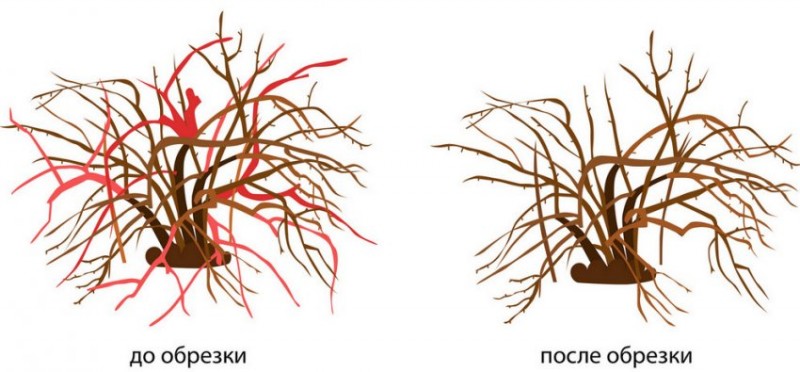 Схема обрезка куста