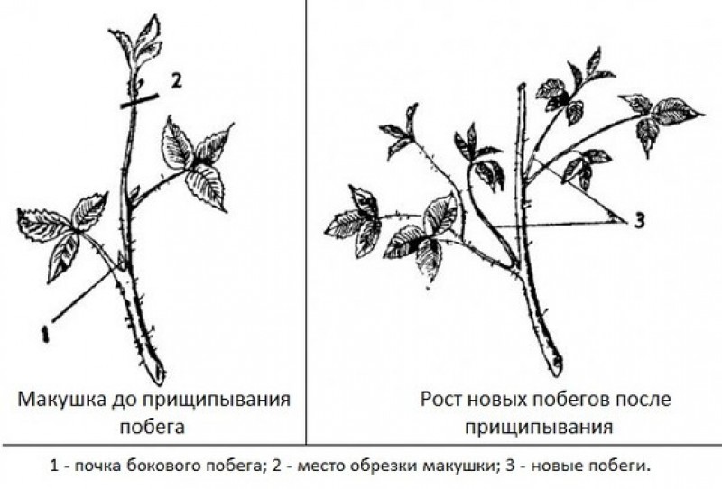 Прищипка петунии схема