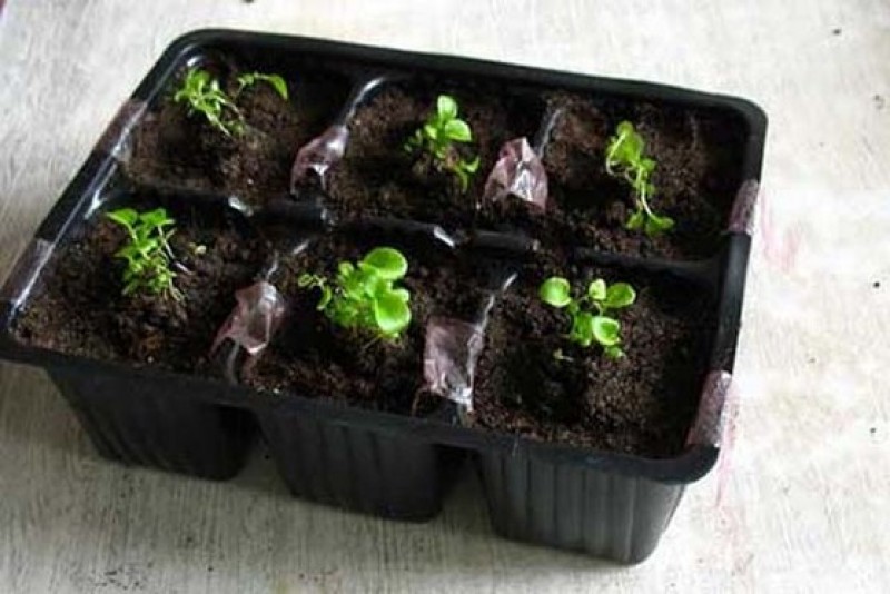 Перевалка лобелии. Лобелия пикировка рассады. Пикировка лобелии ампельной. Пикировка лобелии ампельной. Пикировка лобелии ампельной.