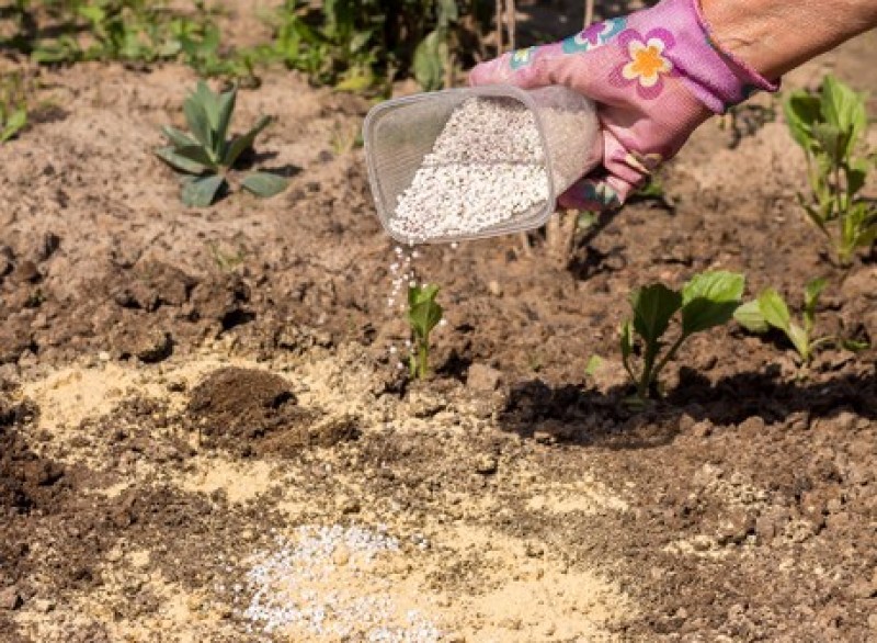 Эустома пикировка. Эустома пикировка рассады. Подкормка эустомы. Удобрения для эустомы рассады. Подкормка рассады эустомы для роста.
