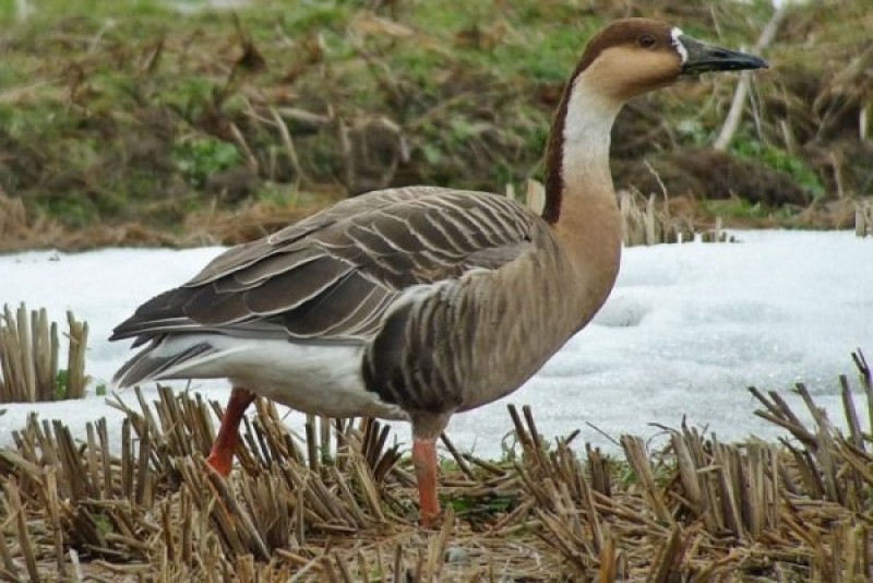 Китайский гусь сухонос. Гусь сухонос. Гусь сухонос в забайкалье. Серый гусь сухонос. Гусь сухонос в забайкалье.