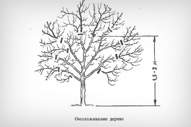 Схема обрезки груши