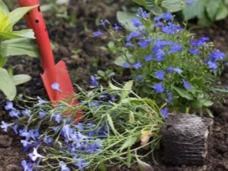 лобелия. лобелия выращивание в открытом. лобелия выращивание в открытом. лобелия выращивание в открытом. лобелия в рабатке.