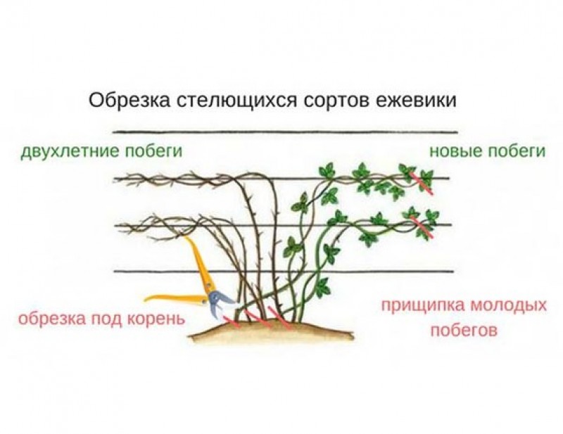 Обрезка ежевики осенью для начинающих в картинках пошагово для начинающих