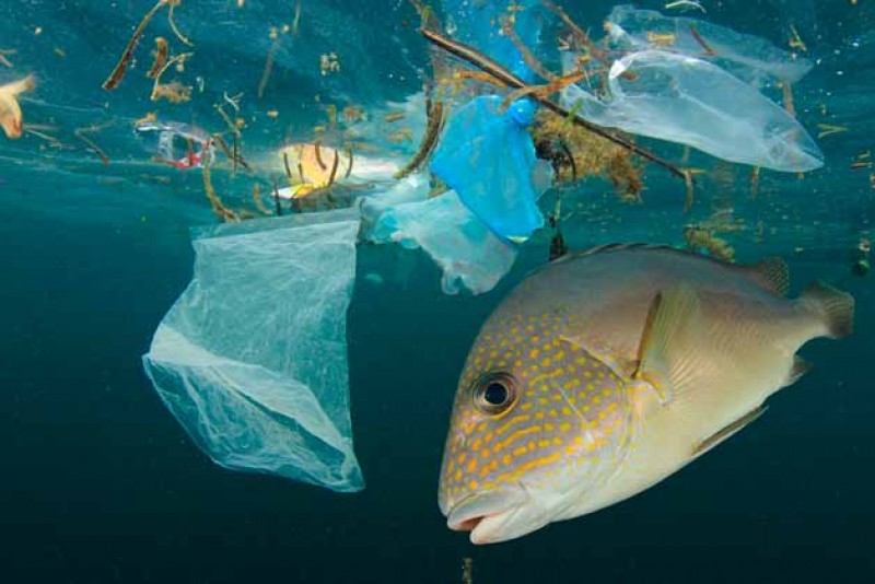 Рыба принимает пластик за пищу