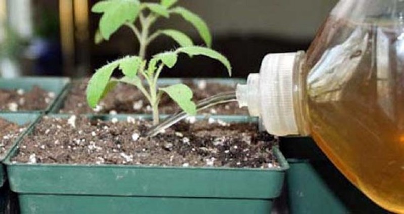 Картофельный отвар для рассады перцев и помидоров и практически из отходов делаем необычный стимулятор роста, с которым растения растут на глазах