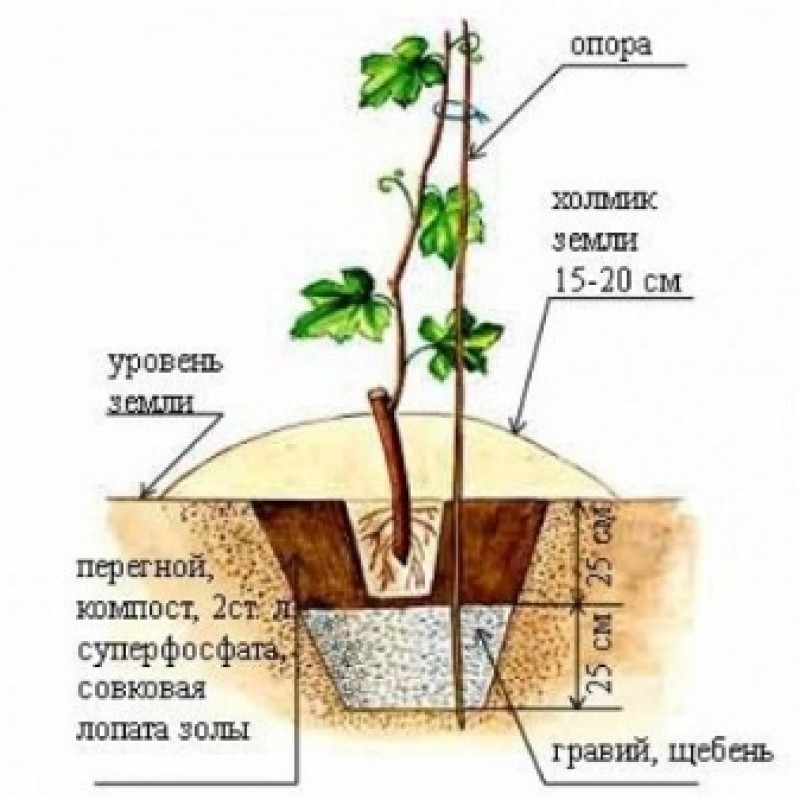 Посадка винограда осенью