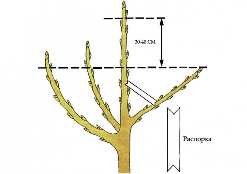 Схема обрезки яблони весной для начинающих в картинках
