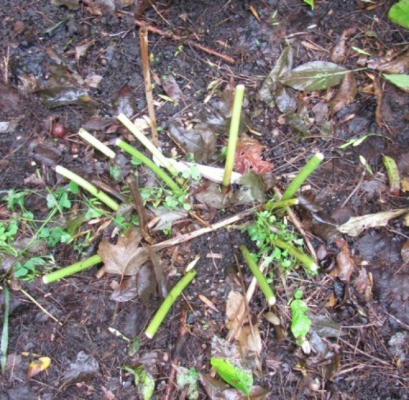 Пионы после зимы. Когда обрезать пионы к зиме. Когда обрезать пионы к зиме. Когда обрезать пионы к зиме. Когда обрезать пионы к зиме.