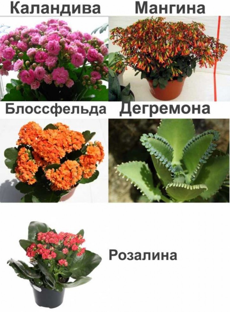 каланхоэ блоссфельда каландива. каланхоэ спайдер. каланхоэ блоссфельда (kalanchoe blossfeldiana). каланхоэ блоссфельда. суккулент каланхоэ пинатум.