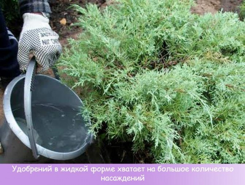 Чем подкормить хвойные весной