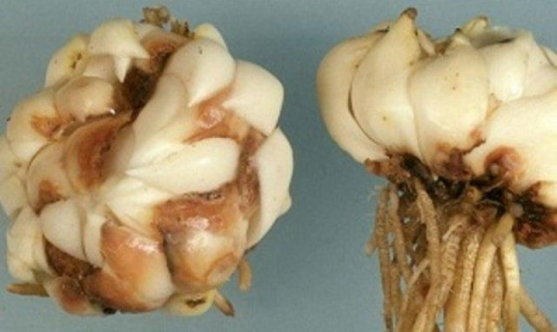 болят луковицы. склероциальная гниль луковиц тюльпана. бактериальная парша гладиолусов. склероциальная гниль луковиц тюльпана. антракноз луковиц лилий.