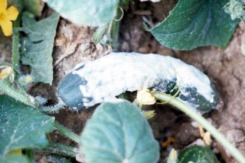 Серая гниль на огурцах в теплице фото. Белая гниль огурца Sclerotinia sclerotiorum. Белая гниль (склеротиниоз) огурцов. Белая гниль (склеротиниоз). Склеротиниоз огурца.