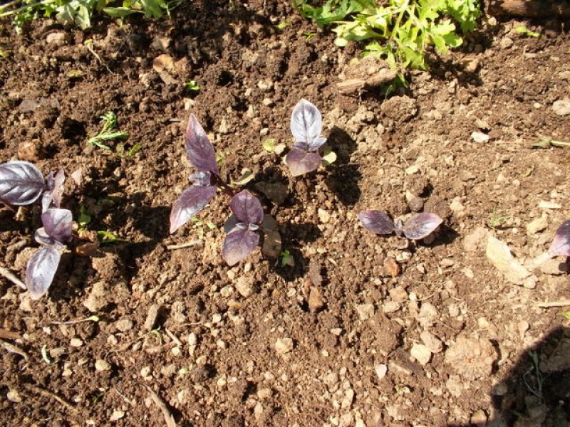 Базилик посев в открытый грунт весной семенами. Базилик посев в открытый грунт весной семенами. Маргаритка рассада из семян. Ростки базилика. Базилик когда сажать в открытый грунт.