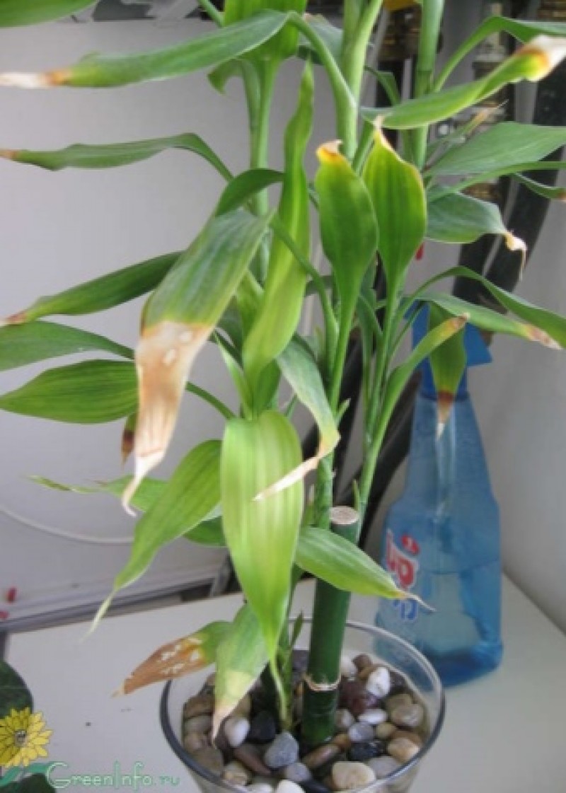 драцена сандера пожелтела. драцена сандера отросток. растение со стволом похожим на бамбук. драцена сандера желтеют листья. драцена сандера росток.