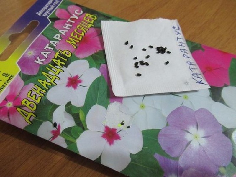 Катарантус выращивание из семян на рассаду. Катарантус виктори блю. Катарантус розовый. Катарантус. Катарантус грейп.